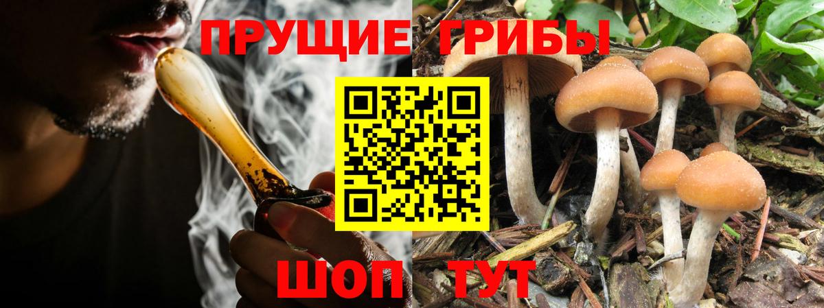 Псилоцибиновые грибы MAGIC MUSHROOMS  Вход с VPN  Галлюциногенные грибы GOLDEN TEACHER  Бердск 